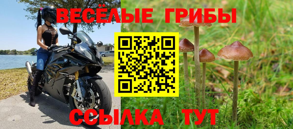 Новокубанск  Псилоцибиновые грибы Cubensis  Вход с VPN 